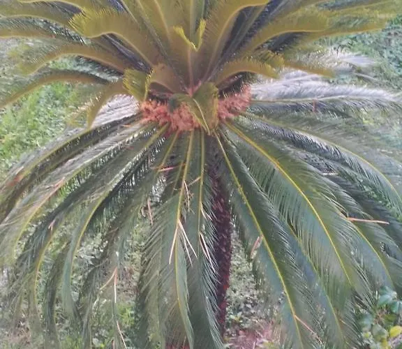 Rossana 3* 卡拉拉